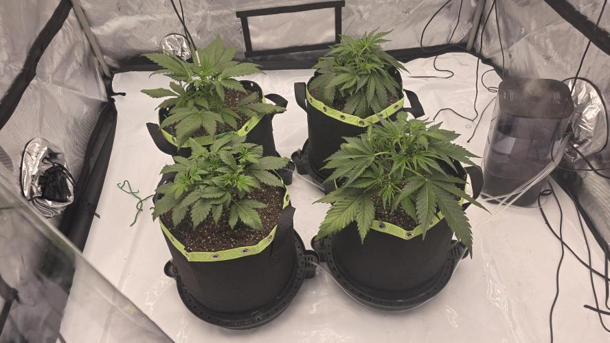 Autoflower 5x5. Week 3