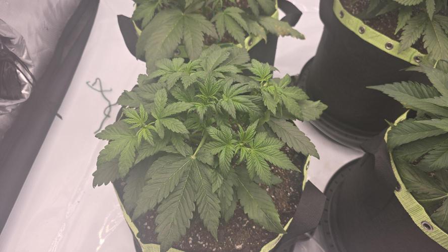 Autoflower 5x5. Week 3