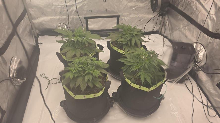 Autoflower 5x5. Week 3