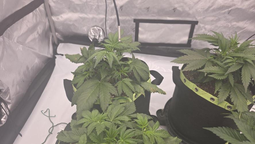 Autoflower 5x5. Week 3