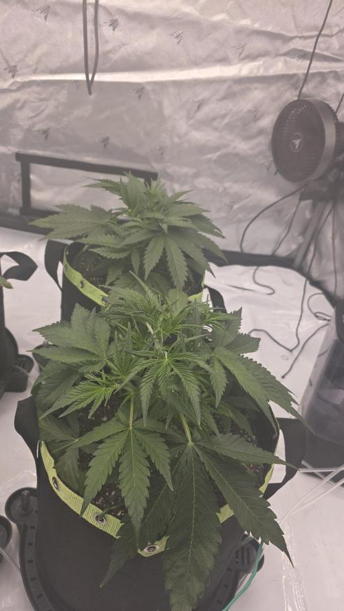 Autoflower 5x5. Week 3