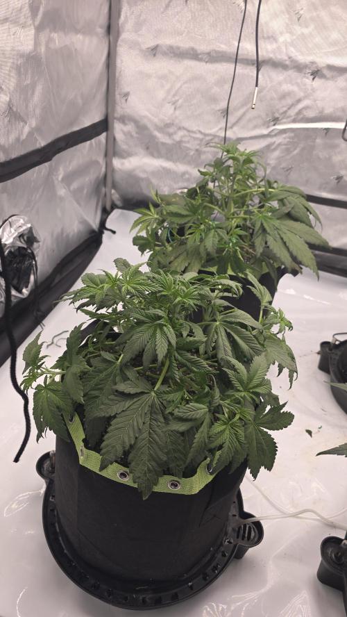 Autoflower 5x5. Week 4