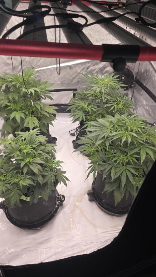 Autoflower 5x5. Week 4