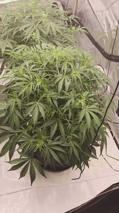 Autoflower 5x5