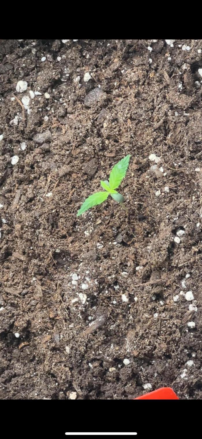 Chocolope first try. Week 2