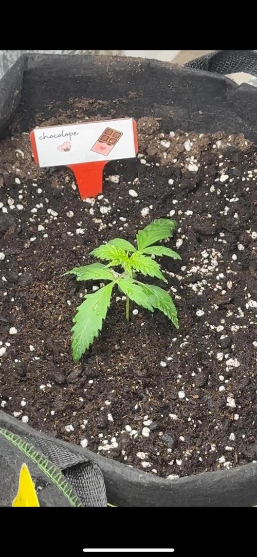 Chocolope first try. Week 3 - 21.02.2026
