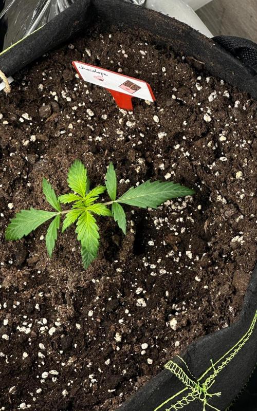 Chocolope first try. Week 3 - 23.02.2026