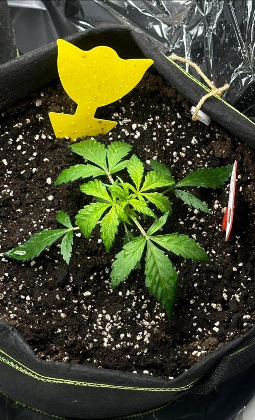 Chocolope first try. Week 4 - 28.02.2026 