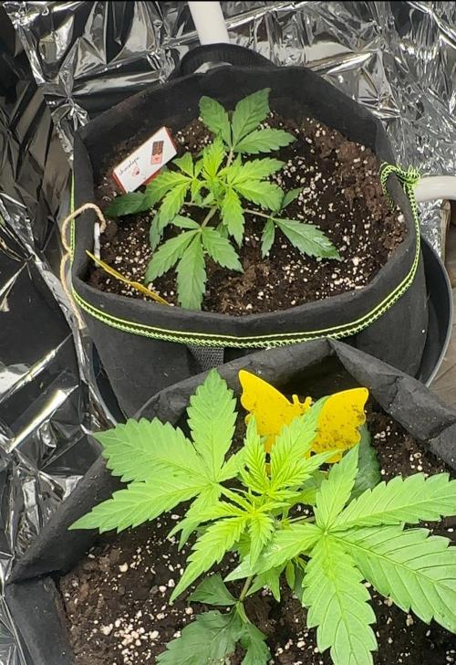 Chocolope first try. Week 4 - 01.03.2026