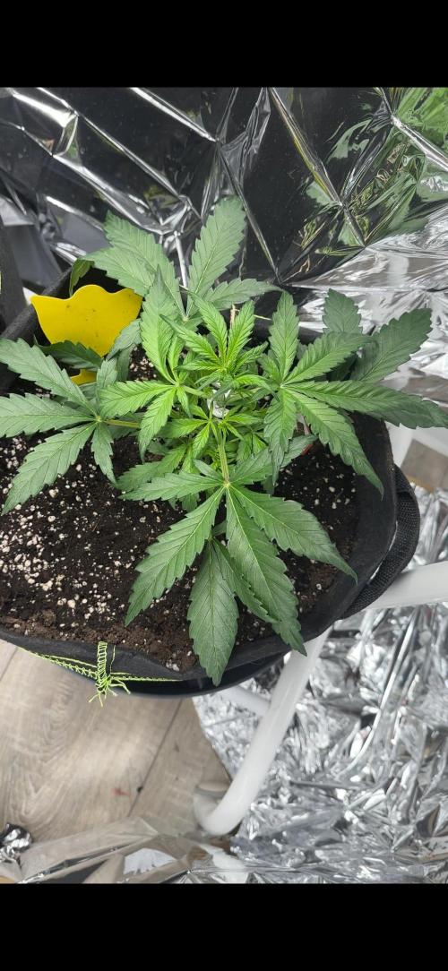 Chocolope first try. Week 5 - 09.03.2026 