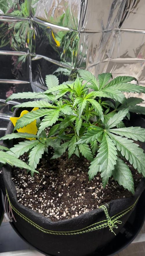 Chocolope first try. Week 5 - 11.03.2026 