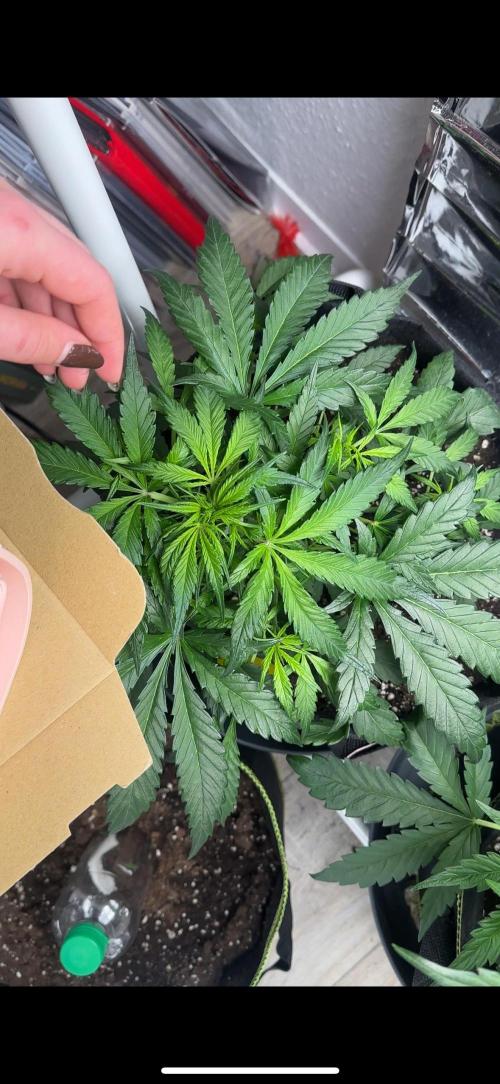 Chocolope first try. Week 6 - 17.03.2026