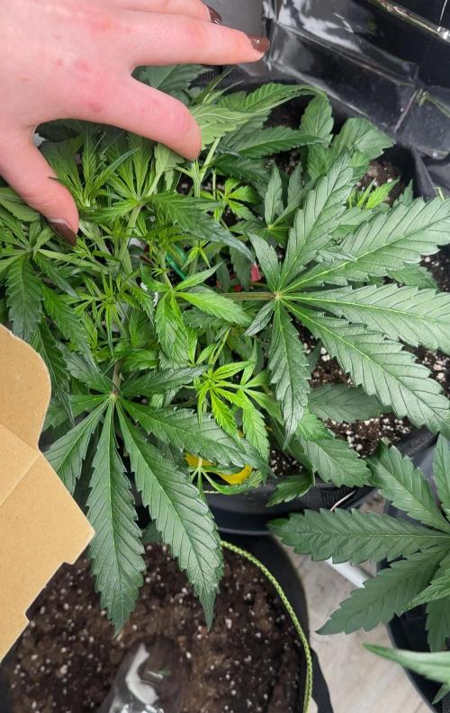 Chocolope first try. Week 6 - 17.03.2026