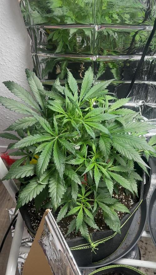 Chocolope first try. Week 6 - 18.03.2026