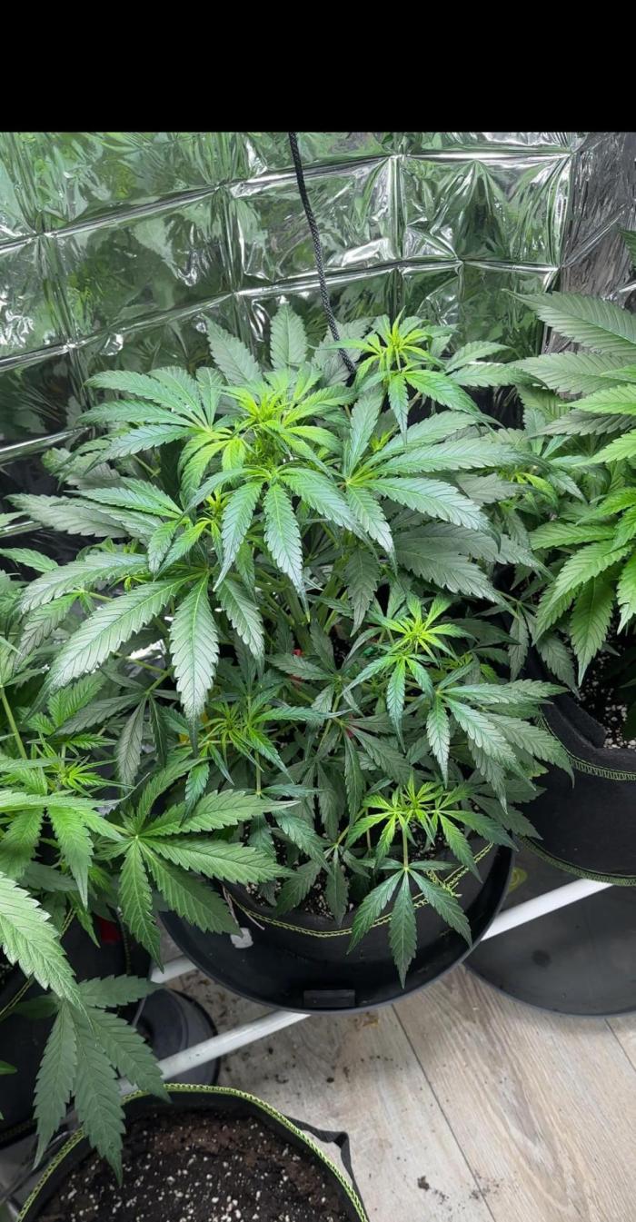Chocolope first try. Week 7 - 24.03.2026