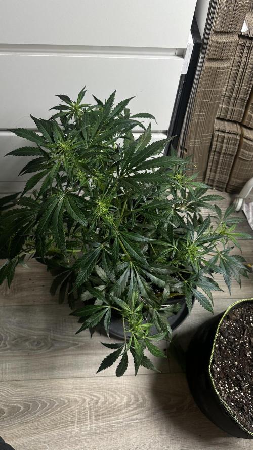 Chocolope first try. Week 8 - 28.03.2026