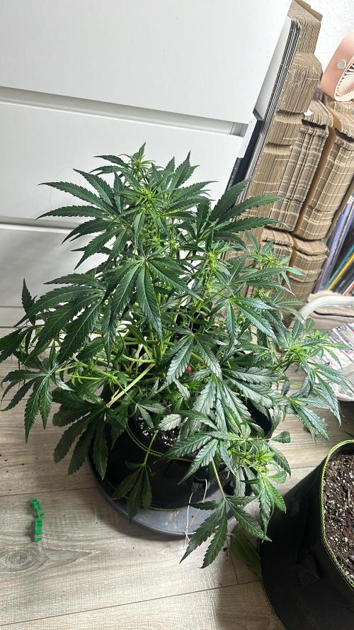 Chocolope first try. Week 8 - 28.03.2026