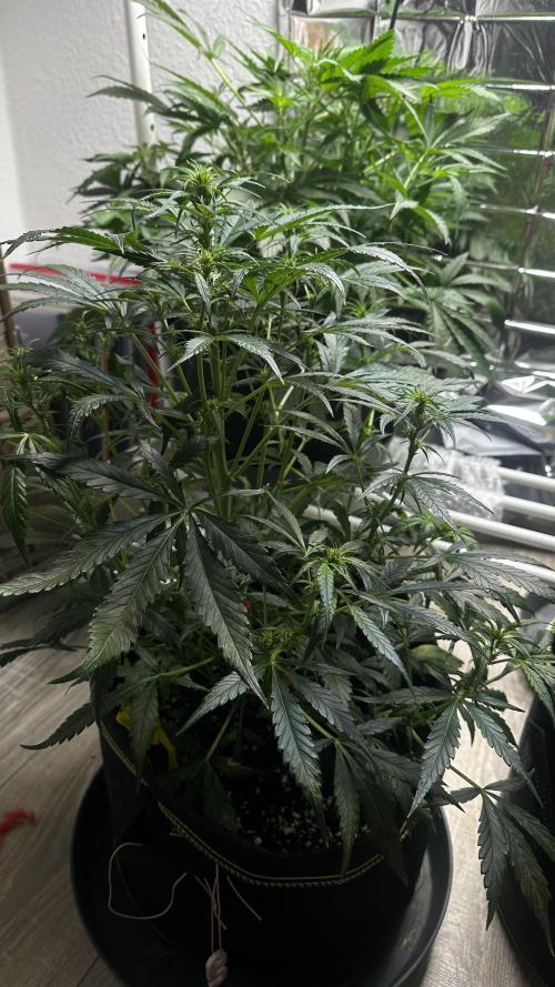 Chocolope first try. Week 8 - 28.03.2026