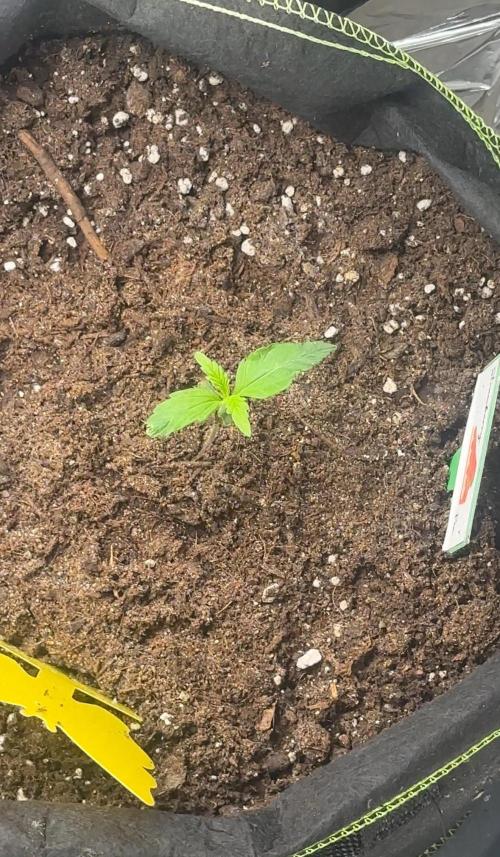 Cherry pie second try. Week 2 - 16.02.26