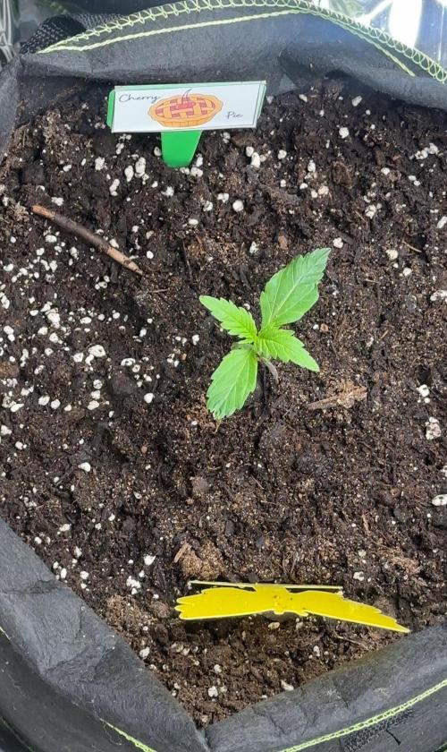 Cherry pie second try. Week 2 - 17.02.26