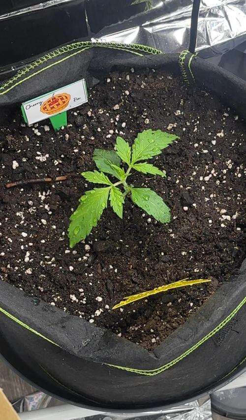 Cherry pie second try. Week 3 - 21.02.26