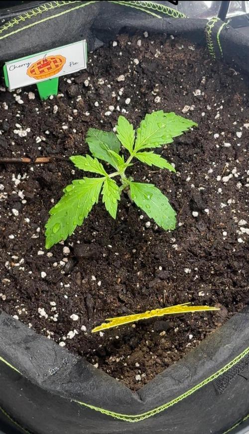 Cherry pie second try. Week 3 - 22.02.26