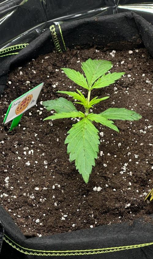 Cherry pie second try. Week 3 - 23.02.26