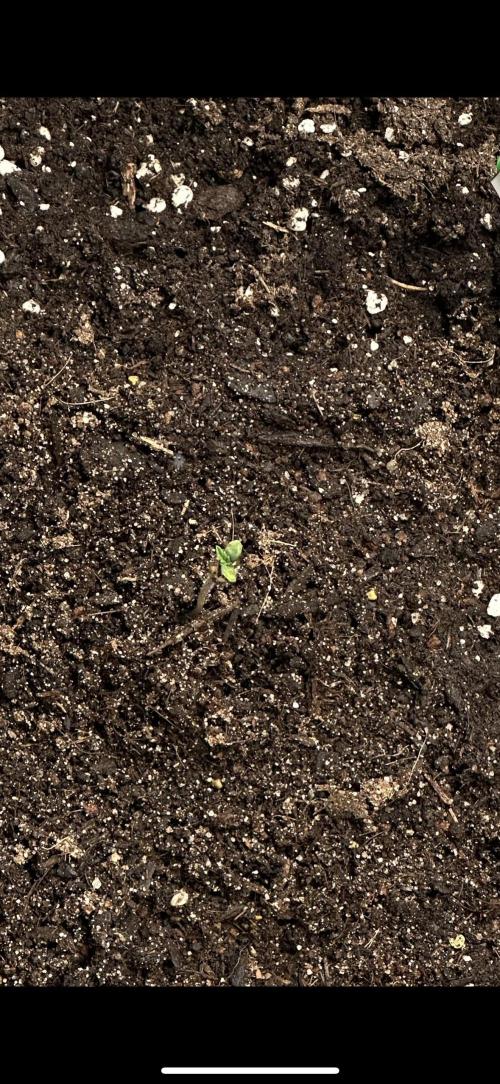 Cherry pie second try. Week 1 - 06.02.