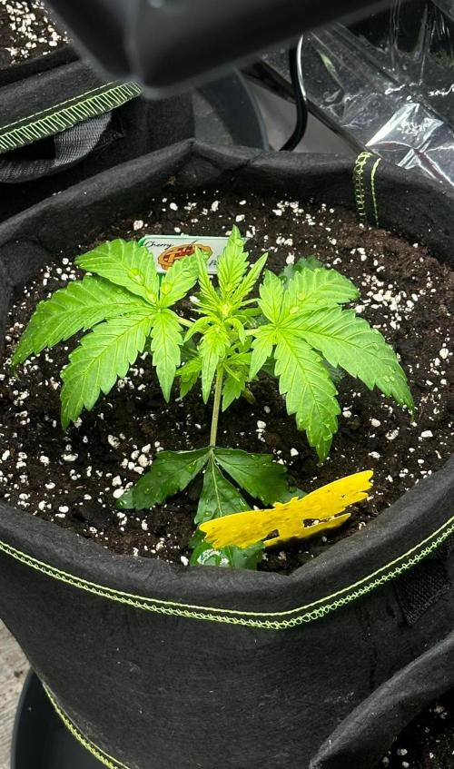 Cherry pie second try. Week 4 - 28.02.