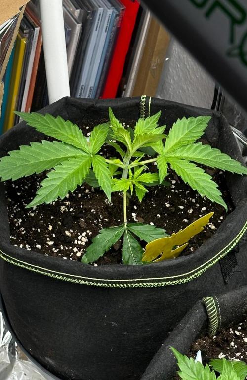 Cherry pie second try. Week 4 - 01.03.