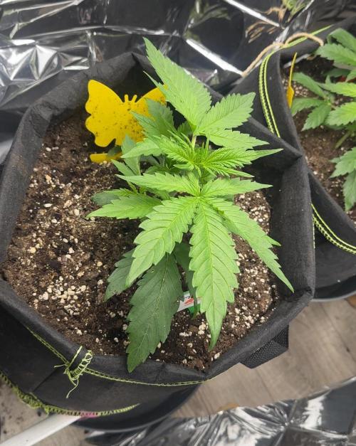 Cherry pie second try. Week 4 - 04.03.