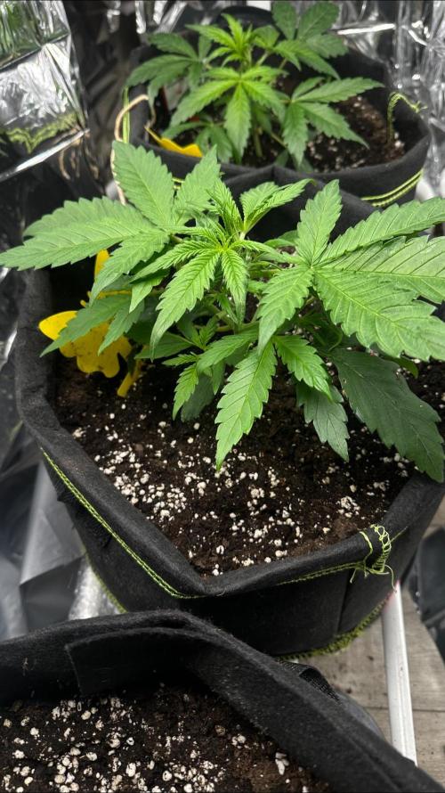 Cherry pie second try. Week 4 - 05.03.