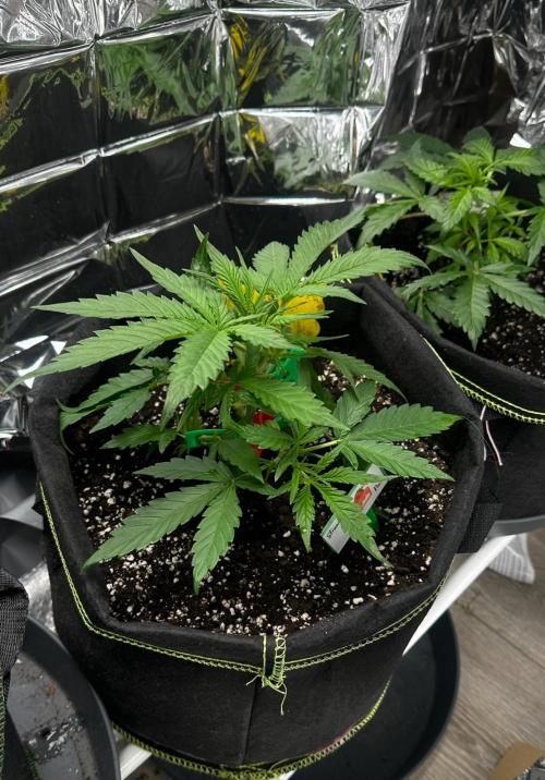 Cherry pie second try. Week 5 - 08.03.