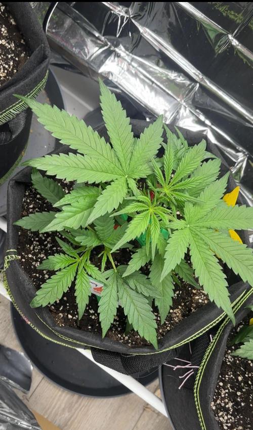 Cherry pie second try. Week 5 - 09.03. 