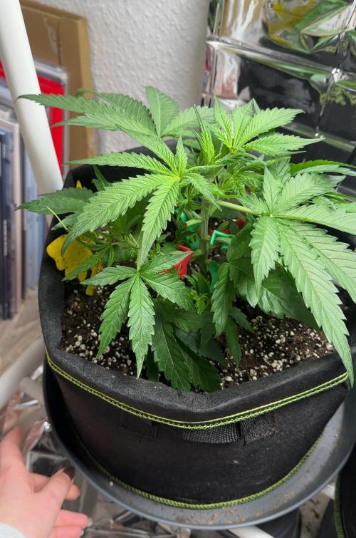 Cherry pie second try. Week 5 - 11.03.