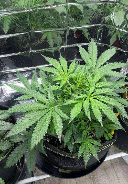 Cherry pie second try. Week 6 - 17.03.