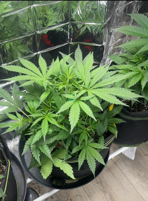 Cherry pie second try. Week 6 - 18.03.