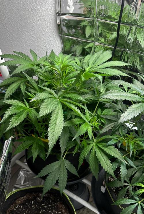 Cherry Pie Automatic. Week 7