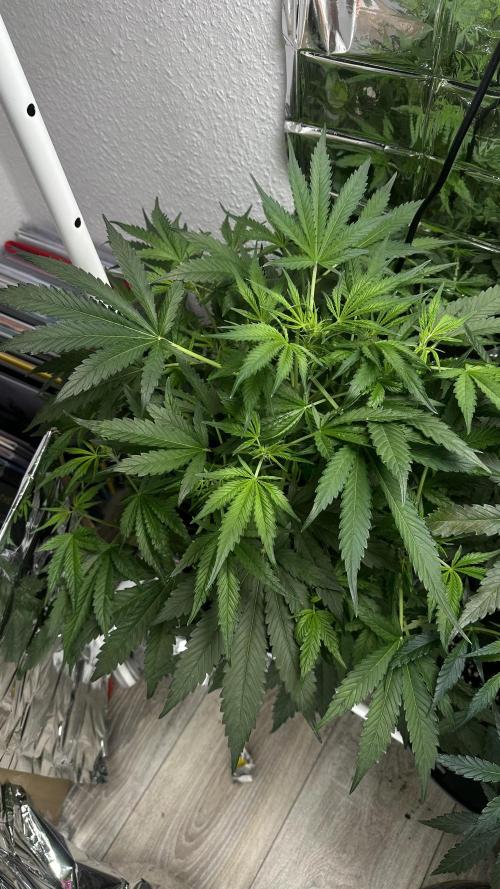 Cherry pie second try. Week 8 - 27.03.