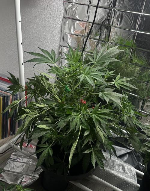 Cherry pie second try. Week 8 - 28.03.