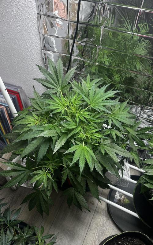 Cherry pie second try. Week 8 - 28.03.