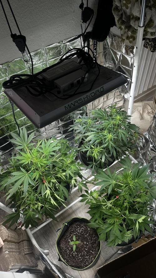 Cherry pie second try. Week 8 - 28.03.