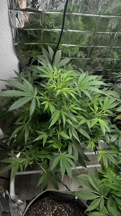 Cherry pie second try. Week 8 - 30.03.