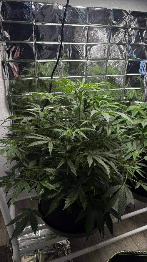Cherry pie second try. Week 9 - 03.04.26