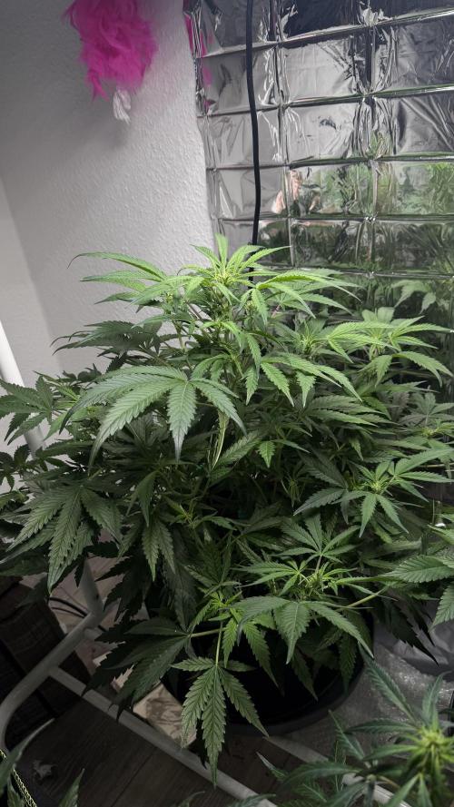 Cherry pie second try. Week 9 - 03.04.26