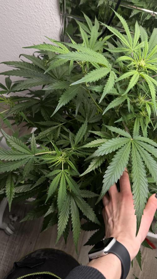 Cherry pie second try. Week 9 - 03.04.26