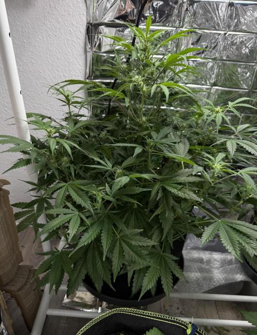 Cherry pie second try. Week 9 - 06.03.