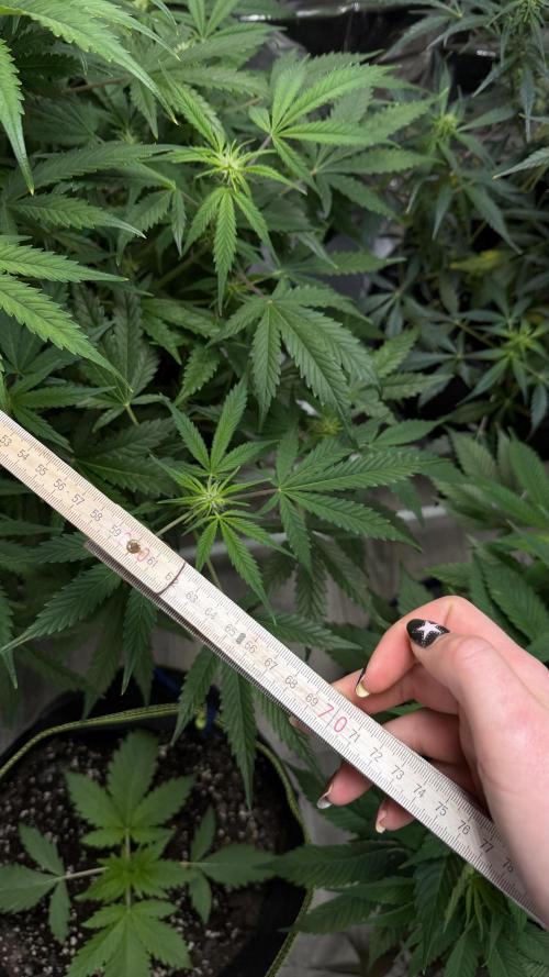 Cherry pie second try. Week 9 - 06.03.