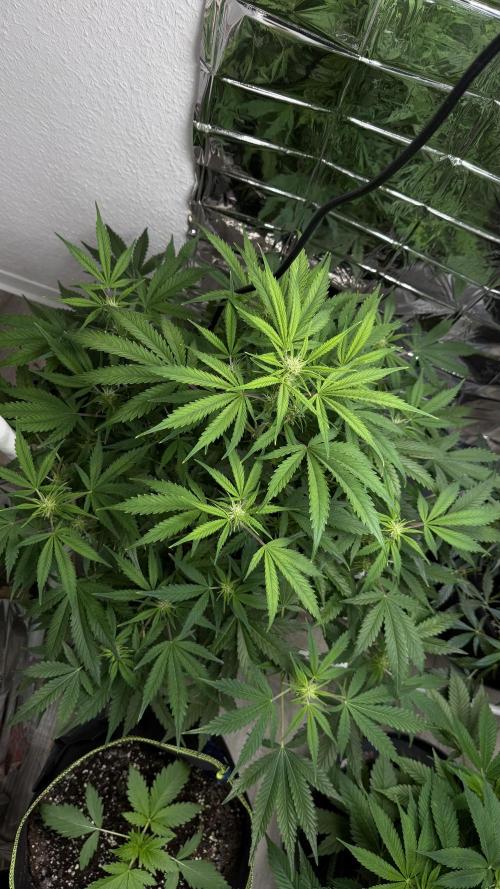 Cherry pie second try. Week 9 - 06.03.