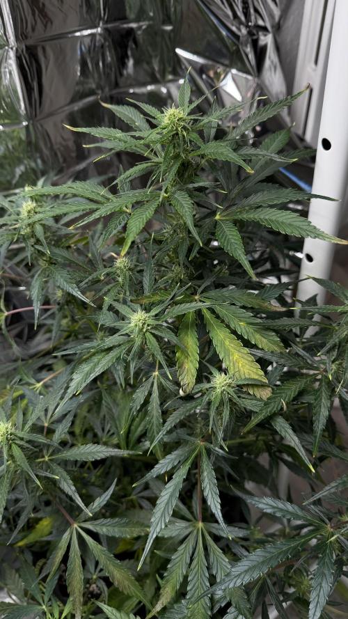 Chocolope first try. Week 9 - 03.04.